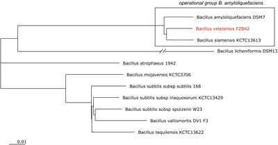 Bacillus velezensis FZB42 in 2018: The Gram-Positive Model Strain for Plant Growth Promotion and Biocontrol